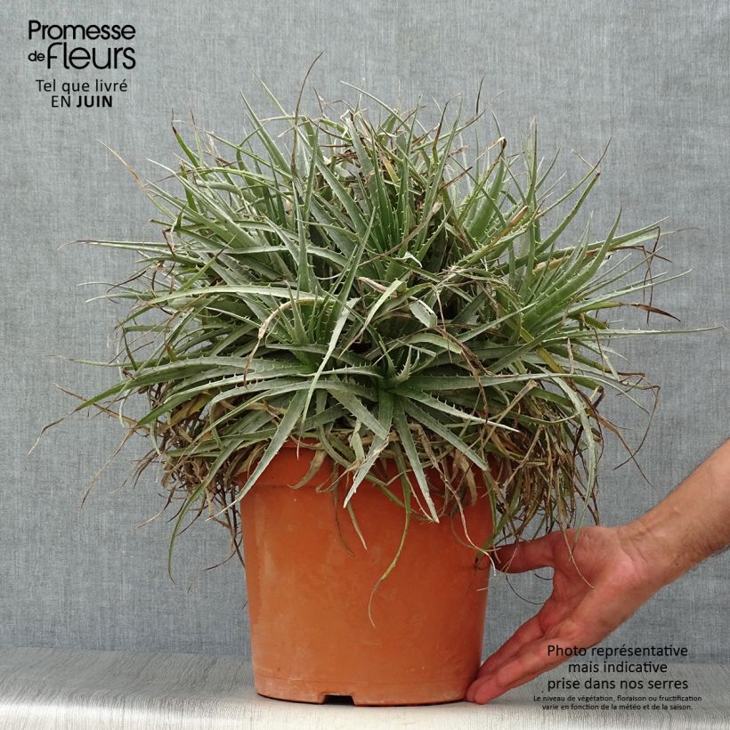 Amostra de Puya venusta Vaso de 7,5 L/10 L tal como entregue no verão