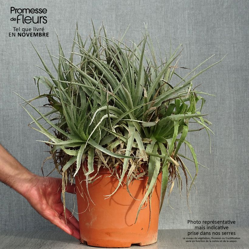 Amostra de Puya venusta Vaso de 7,5 L/10 L tal como entregue no outono