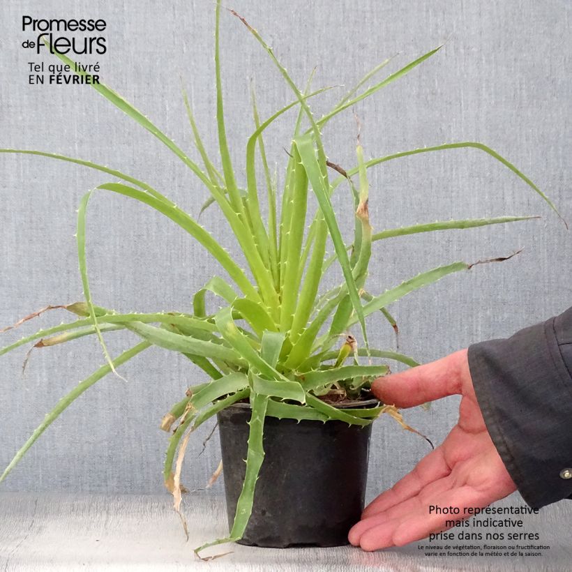 Amostra de Puya weberbaueri - Broméliacée du Pérou Vaso de 3 L/4 L tal como entregue no inverno