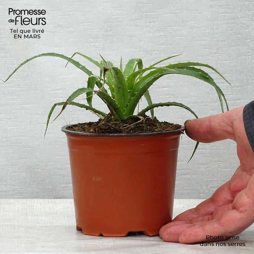 Amostra de Puya weberbaueri Vaso de 3 L/4 L tal como entregue na primavera
