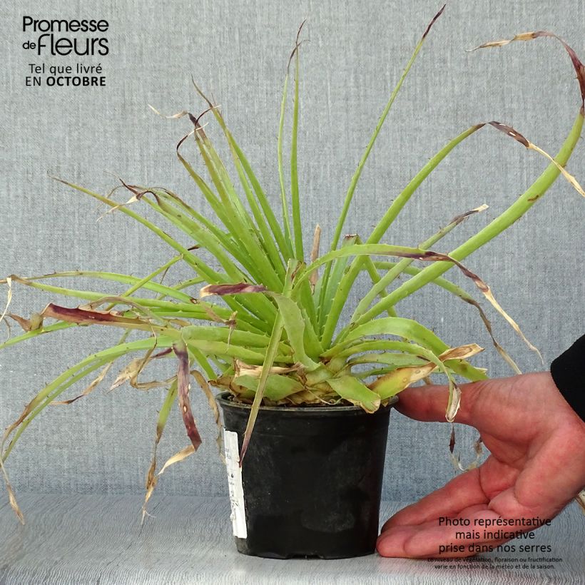 Amostra de Puya weberbaueri Vaso de 3 L/4 L tal como entregue no outono