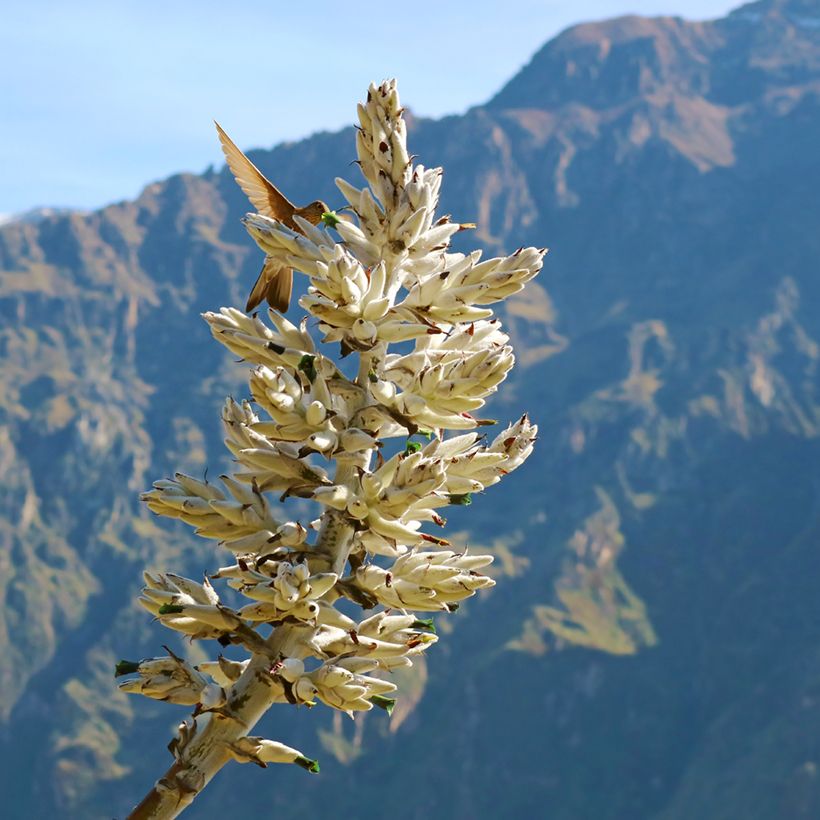 Puya weberbaueri (Floração)