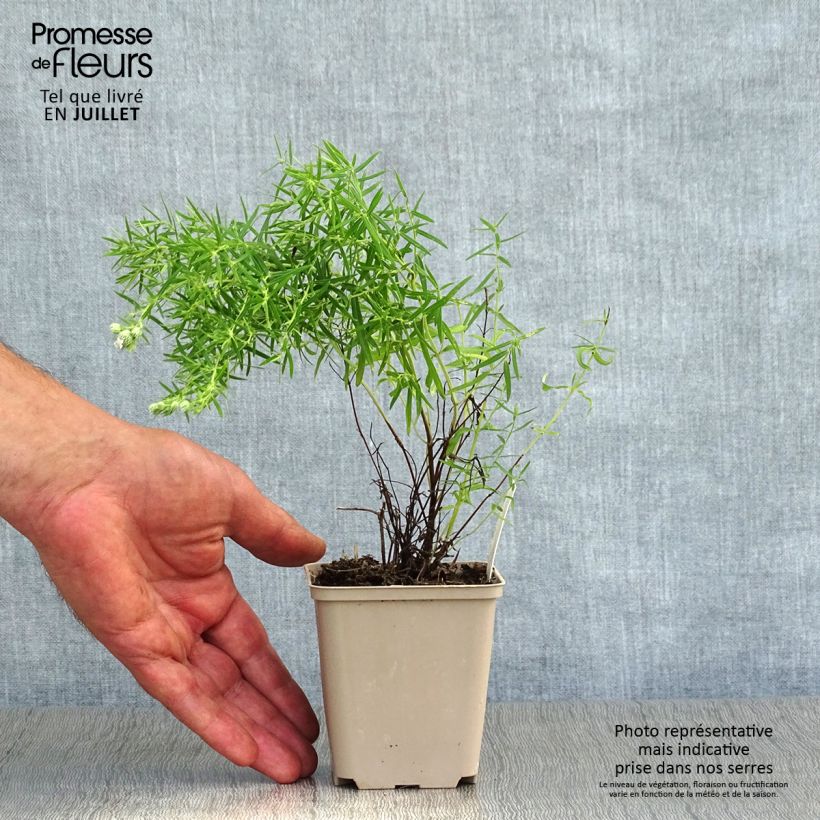 Amostra de Pycnanthemum flexuosum Vaso de 8/9 cm tal como entregue no verão