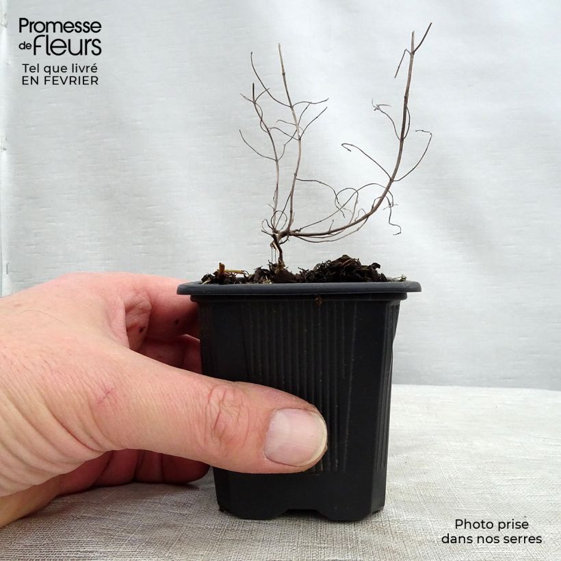 Amostra de Pycnanthemum flexuosum - Menthe des montagnes Vaso de 8/9 cm tal como entregue no inverno