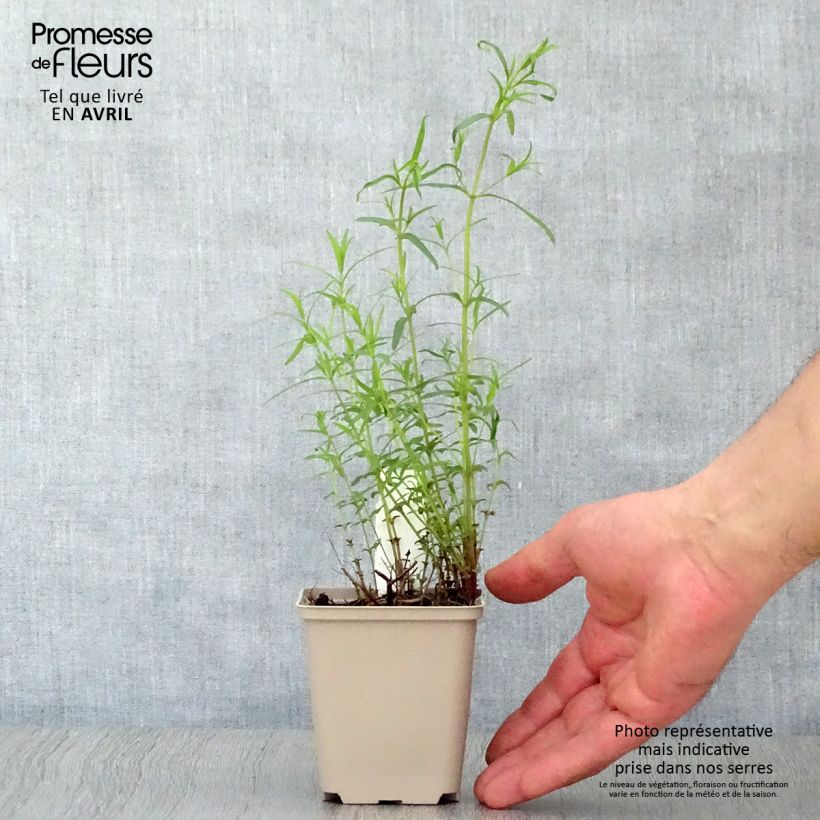 Amostra de Pycnanthemum flexuosum Vaso de 8/9 cm tal como entregue na primavera