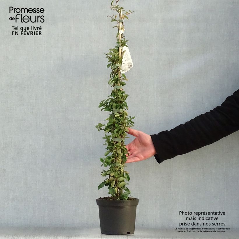 Amostra de Pyracantha Orange Glow - Buisson ardent  Vaso de 2 L/3 L tal como entregue no inverno