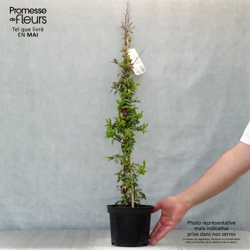 Amostra de Piracanta Orange Glow Vaso de 2 L/3 L tal como entregue na primavera