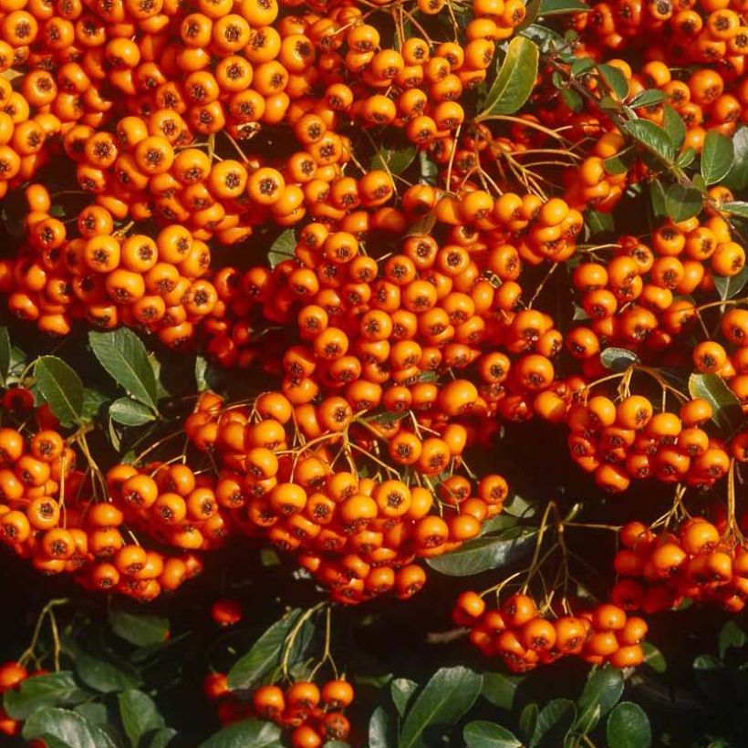 Piracanta coccinea SAPHYR Orange (Colheita)