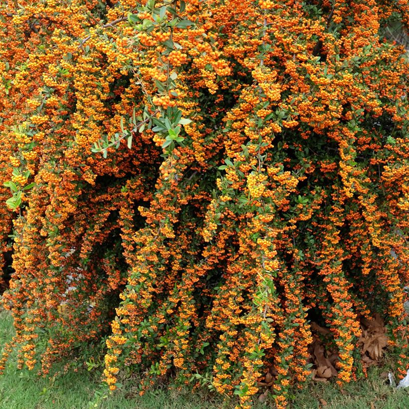 Piracanta coccinea SAPHYR Orange (Hábito)