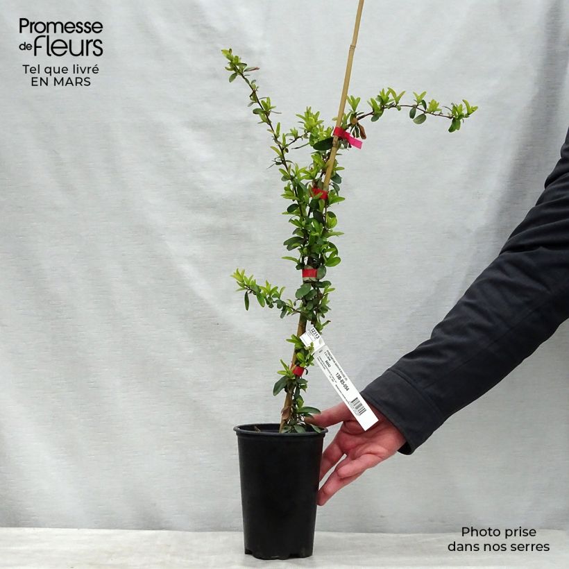 Amostra de Pyracantha SAPHYR Rouge - Buisson ardent Vaso de 2 L/3 L tal como entregue no inverno