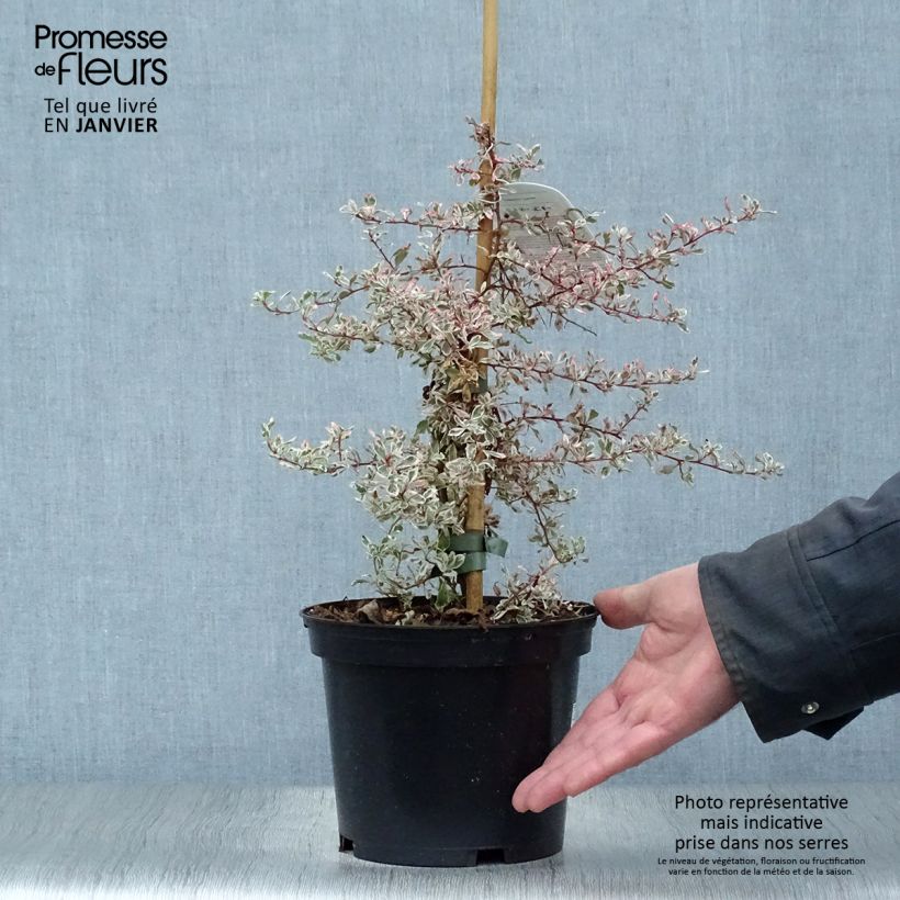 Amostra de Pyracantha Sparkler Vaso de 2 L/3 L tal como entregue no inverno
