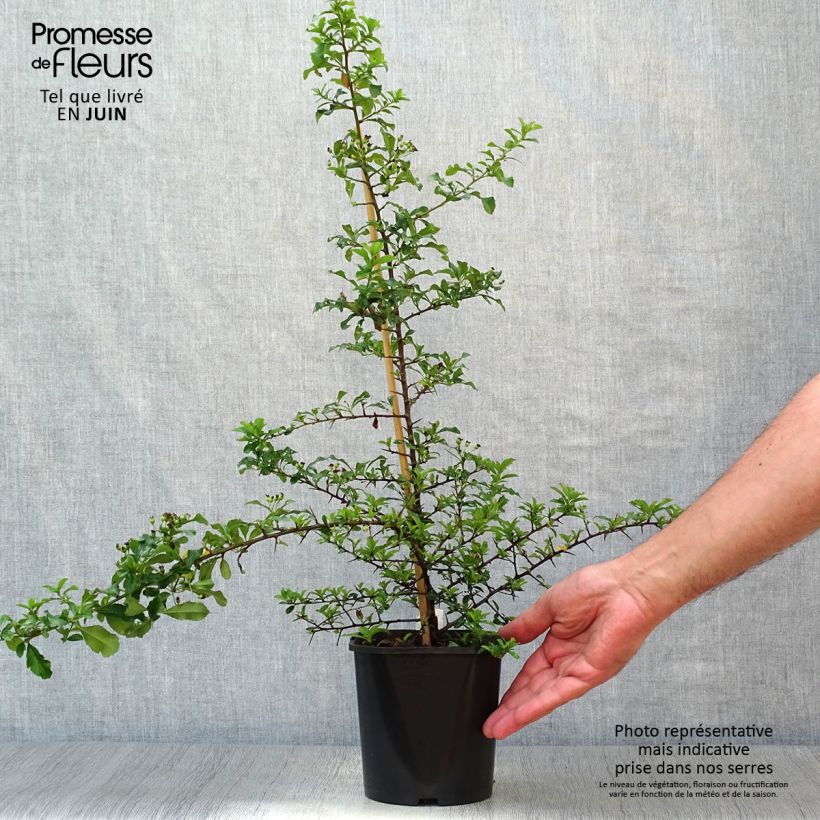 Amostra de Piracanta Teton Vaso de 2 L/3 L tal como entregue no verão
