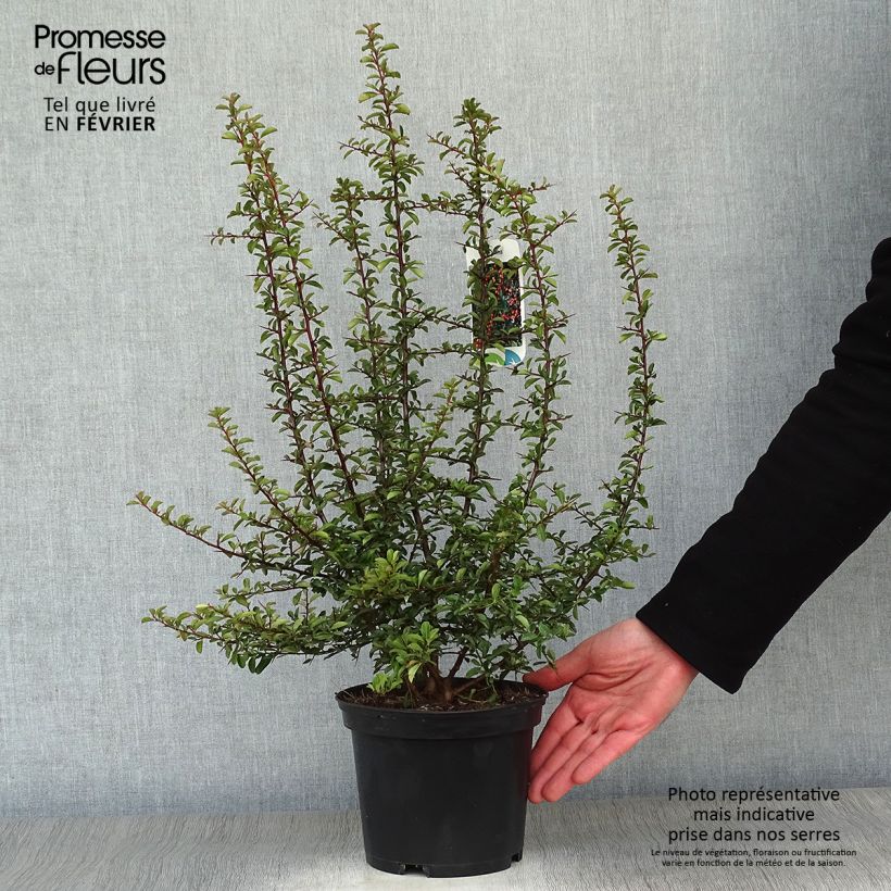 Amostra de Pyracantha Teton - Buisson ardent Vaso de 2 L/3 L tal como entregue no inverno