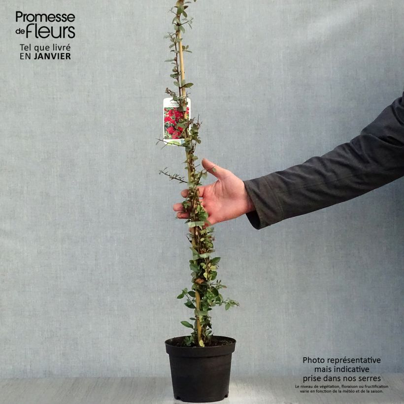 Amostra de Pyracantha coccinea Red Column - Buisson ardent Red Column Vaso de 2 L/3 L tal como entregue no inverno