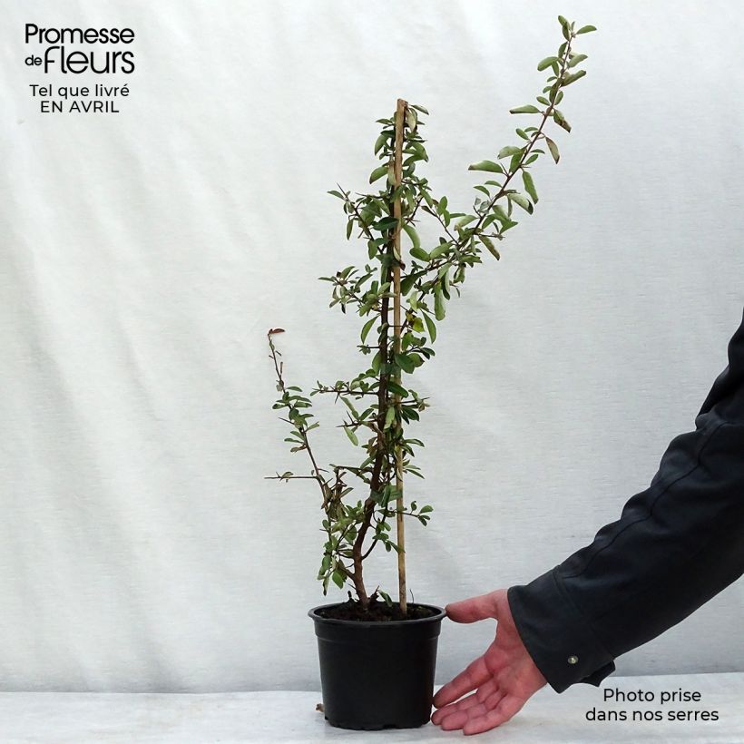 Amostra de Piracanta Red Column Vaso de 2 L/3 L tal como entregue na primavera