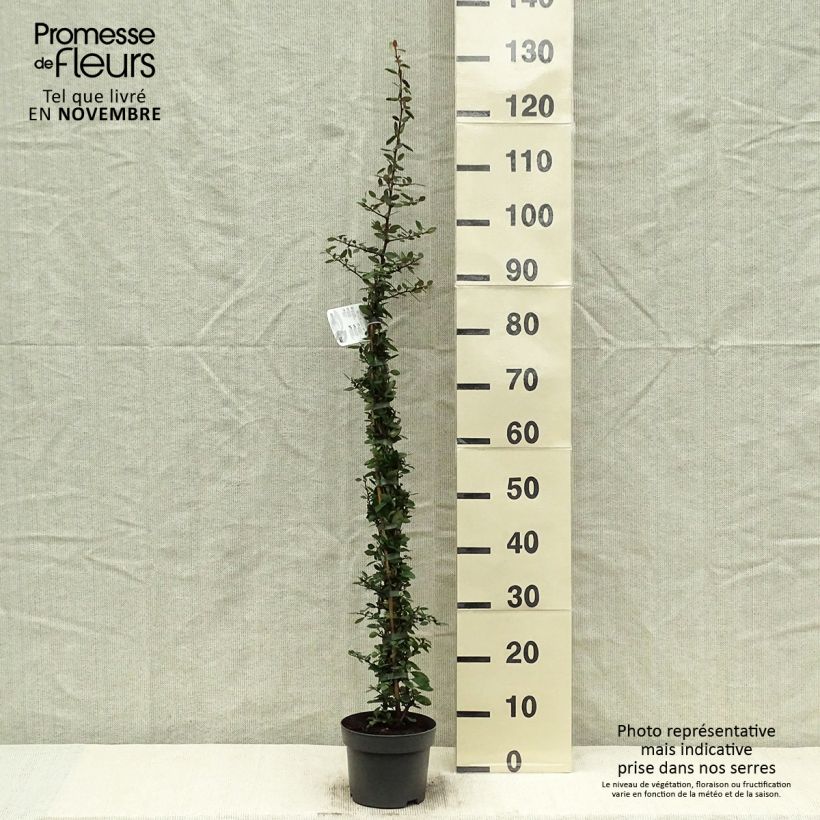 Amostra de Piracanta Red Column Vaso de 2 L/3 L tal como entregue no outono