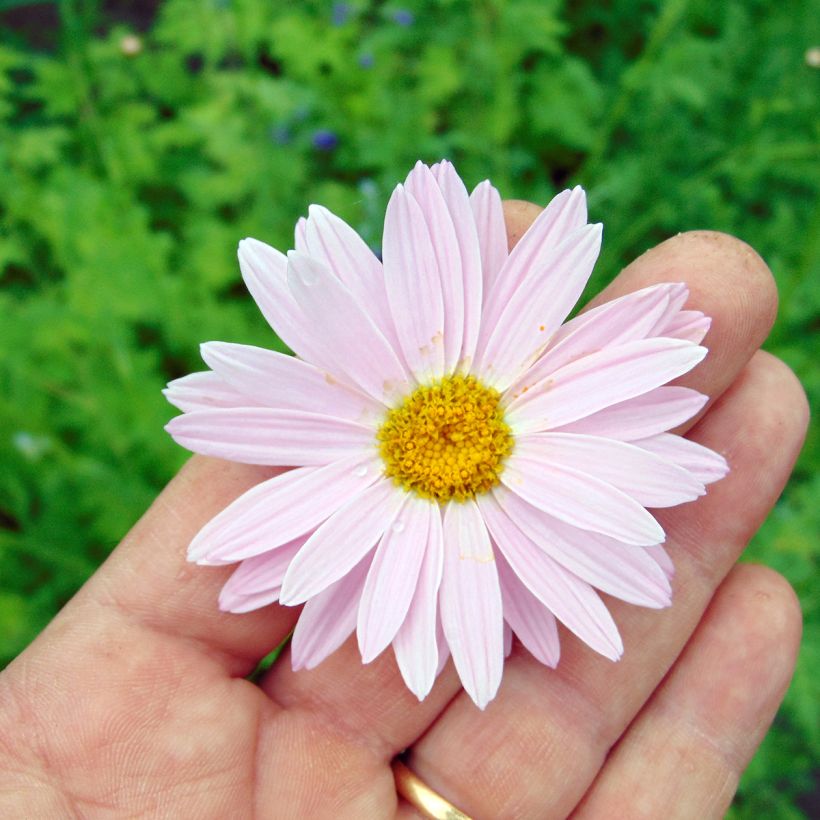 Tanacetum coccineum Robinson Rose (Floração)