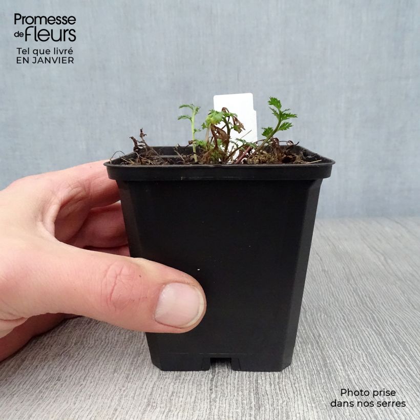 Amostra de Pyrèthre Robinson Rose -Tanacetum coccineum Vaso de 8/9 cm tal como entregue no inverno