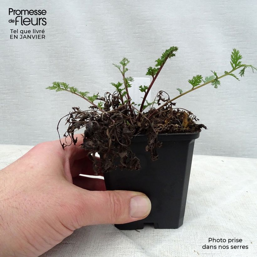 Amostra de Pyrèthre Robinson's Red - Tanacetum coccineum Vaso de 8/9 cm tal como entregue no inverno