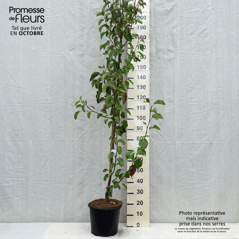 Amostra de Pyrus calleryana Chanticleer - Pereira-de-jardim Vaso de 12 L/15 L tal como entregue no outono