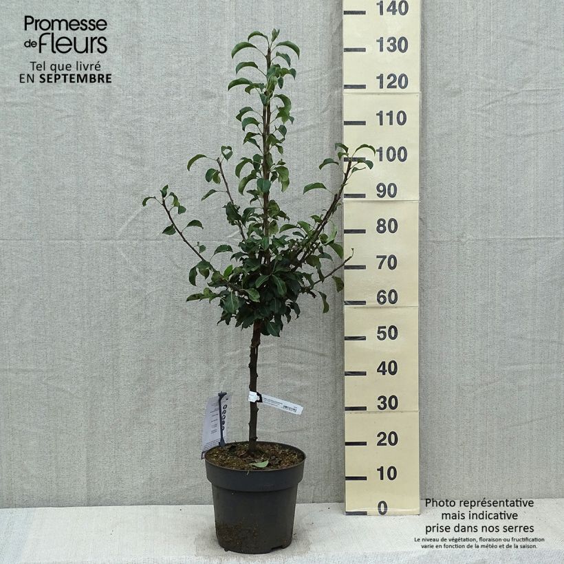 Amostra de Pereira anã Louisa - Pyrus communis Vaso de 7,5 L/10 L, 1/4 de haste tal como entregue no outono