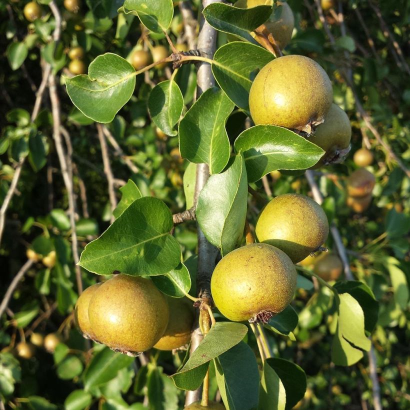 Pyrus pyraster (Colheita)