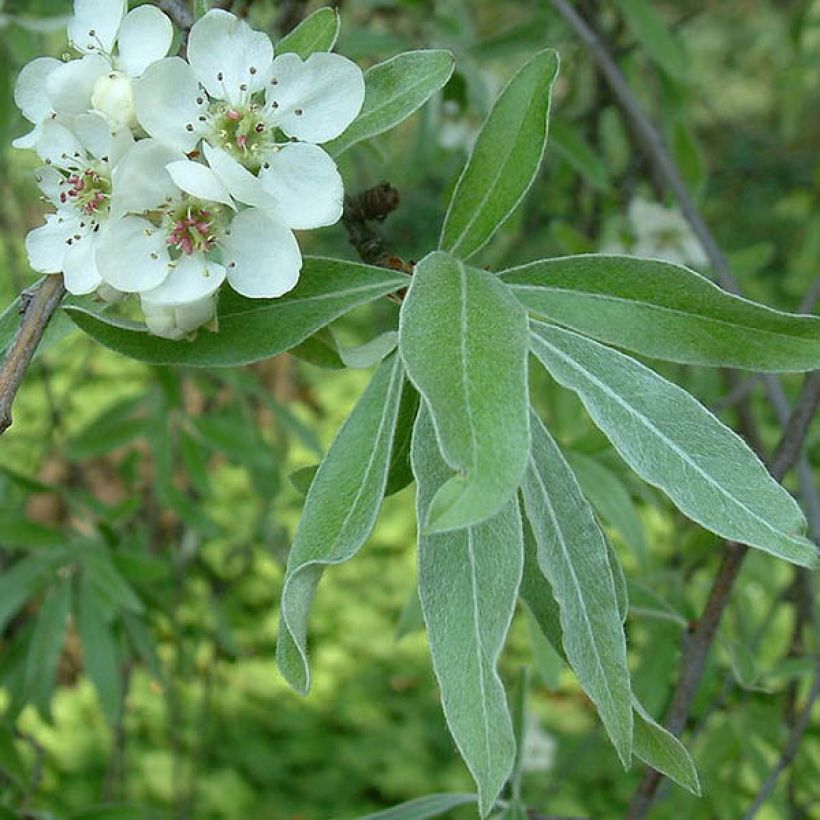 Pyrus salicifolia Pendula (Folhagem)