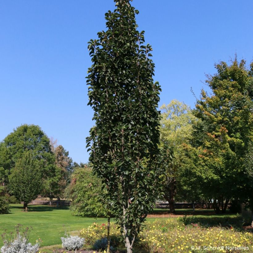 Pyrus Javelin - Pereira-de-jardim (Hábito)