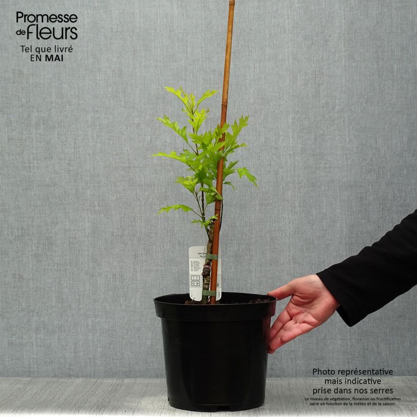 Amostra de Carvalho-dos-pântanos Green Pillar - Quercus palustris Vaso de 4 L/5 L tal como entregue na primavera