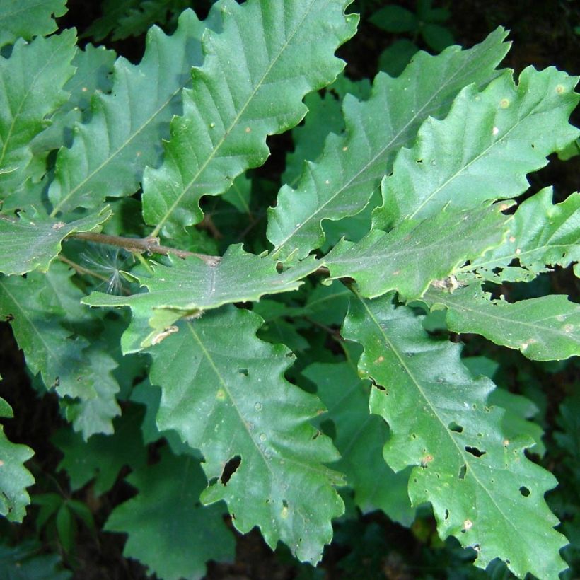 Quercus cerris - Carvalho-da-Turquia (Folhagem)