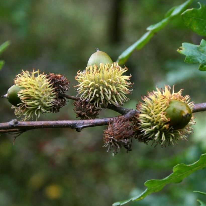 Quercus cerris - Carvalho-da-Turquia (Colheita)