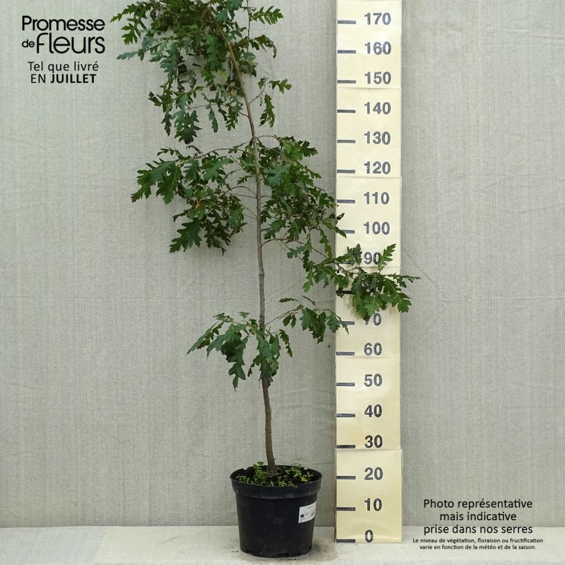 Amostra de Quercus cerris - Carvalho-da-Turquia Vaso de 7,5 L/10 L tal como entregue no verão