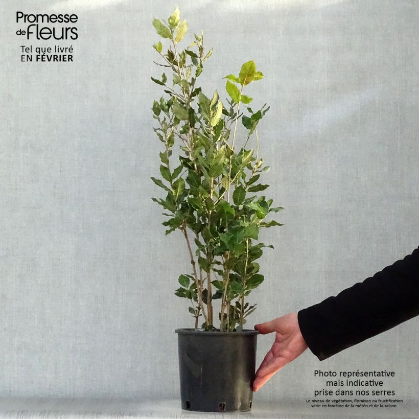 Amostra de Azinheira Vaso de 3 L/4 L tal como entregue no inverno