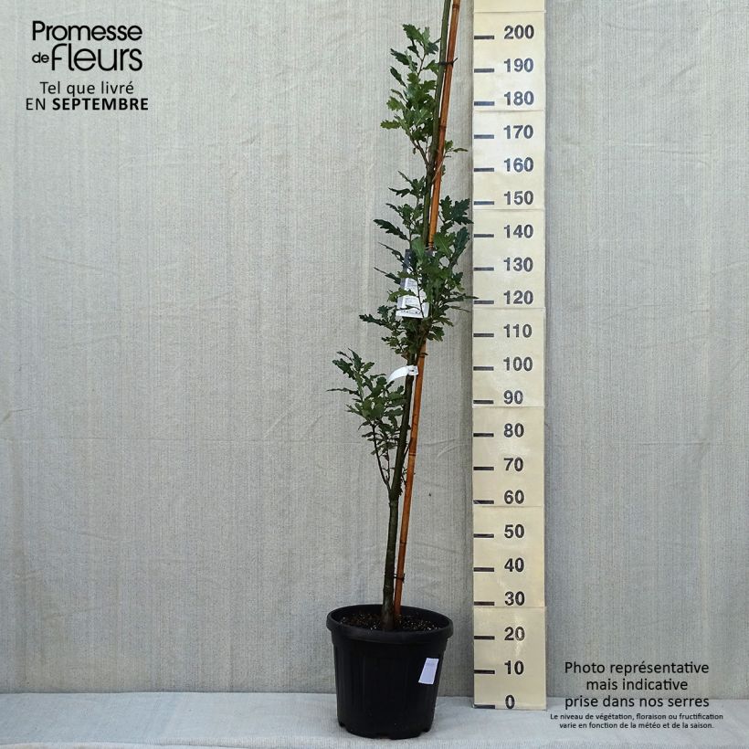 Amostra de Carvalho-alvarinho Fastigiata Koster - Quercus robur Vaso de 20 L/25 L tal como entregue no verão
