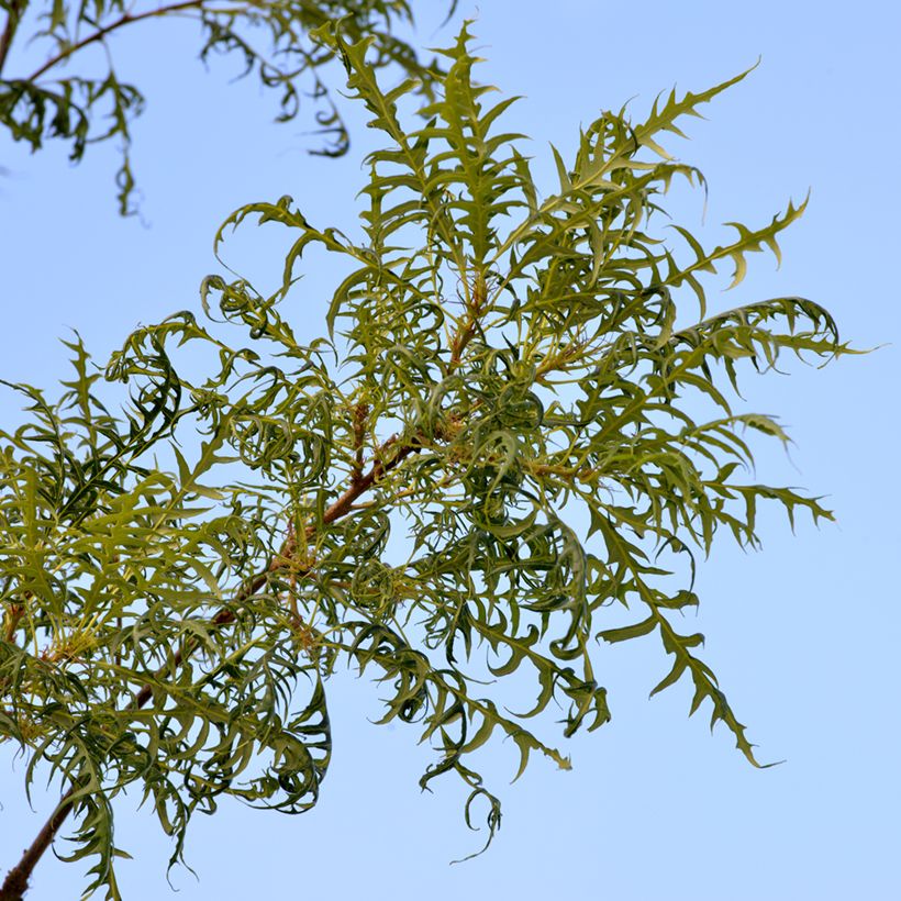 Carvalho-alvarinho Pectinata - Quercus robur (Folhagem)