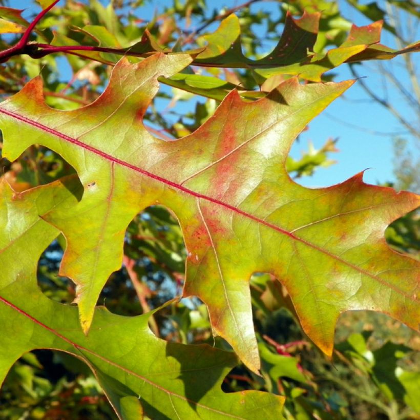 Carvalho-vermelho - Quercus rubra (Folhagem)