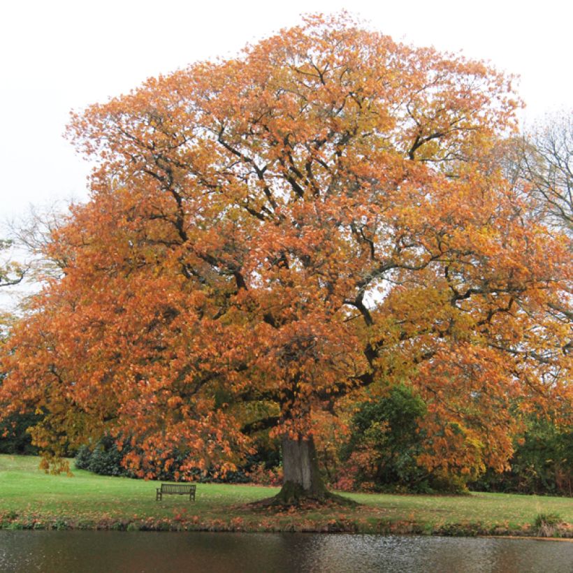 Carvalho-vermelho - Quercus rubra (Hábito)