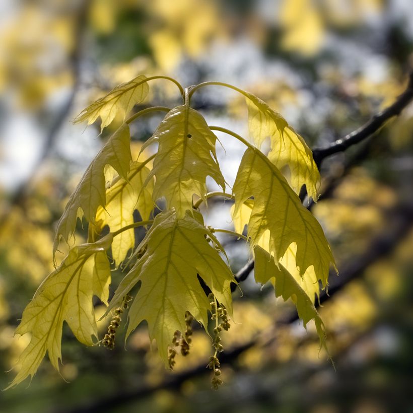 Carvalho-vermelho Aurea - Quercus rubra (Folhagem)