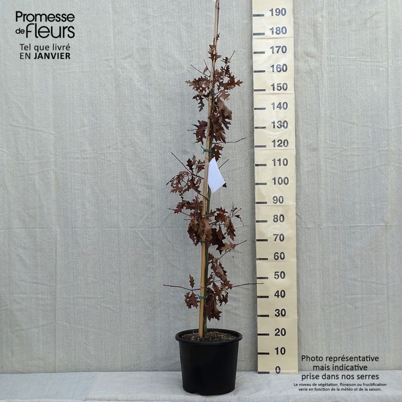 Amostra de Quercus texana New Madrid - Chêne rouge du Texas Vaso de 7,5 L/10 L tal como entregue no inverno