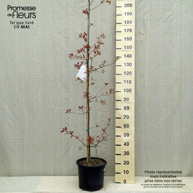 Amostra de Carvalho-do-texas New Madrid - Quercus texana Vaso de 7,5 L/10 L tal como entregue na primavera