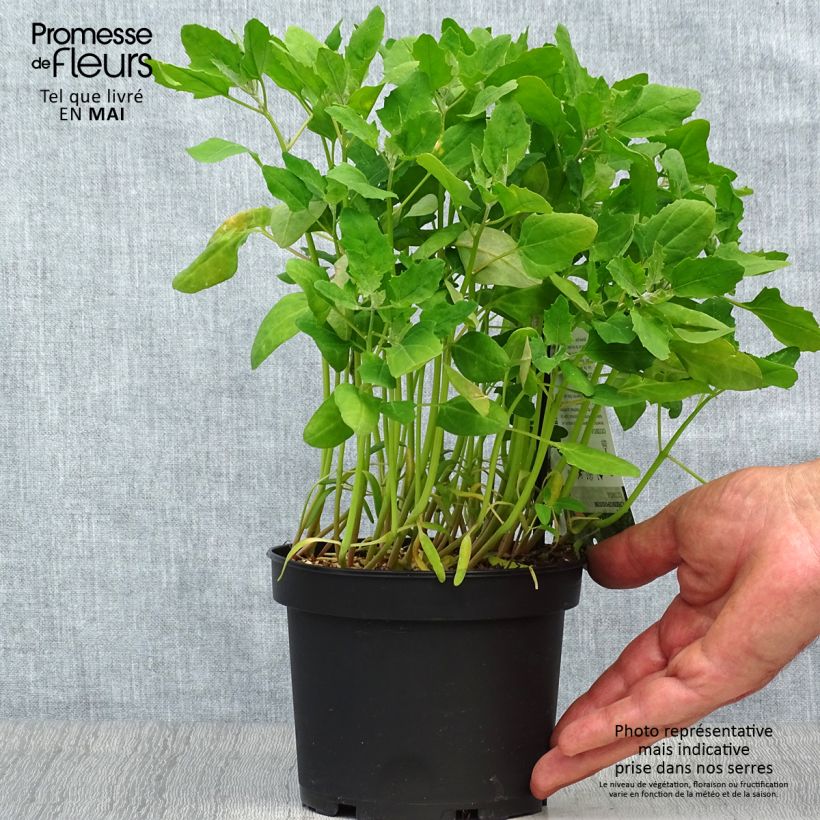 Amostra de Quinoa - Chenopodium quinoa Vaso de 1,5 L/2 L tal como entregue na primavera