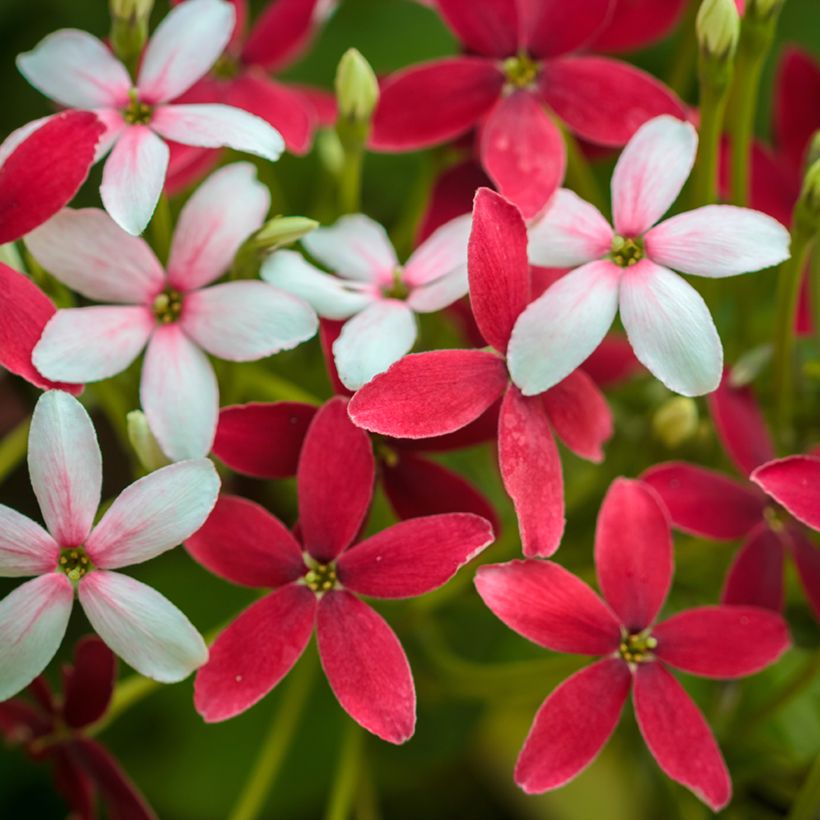 Quisqualis indica - Madressilva-da-Índia (Floração)