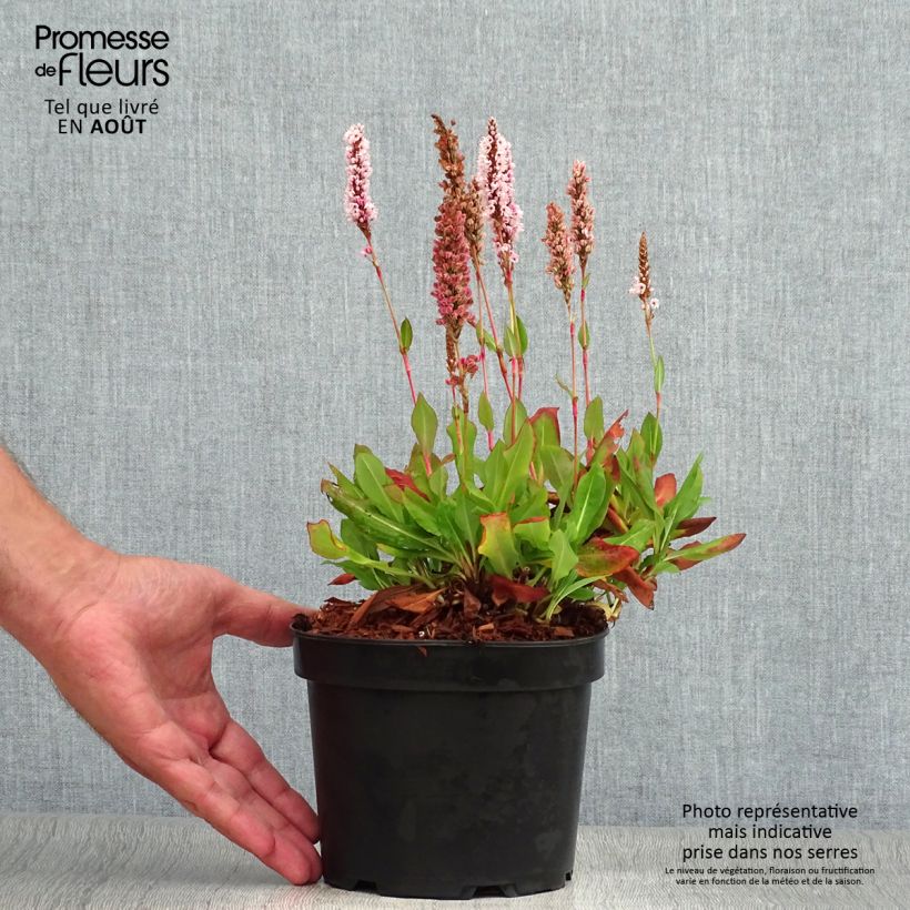 Amostra de Persicaria affinis Kabouter Vaso de 2 L/3 L tal como entregue no verão