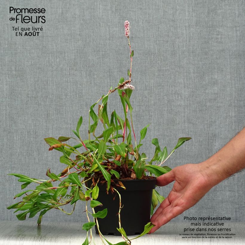 Amostra de Persicaria affinis Donald Lowndes Vaso de 2 L/3 L tal como entregue no verão