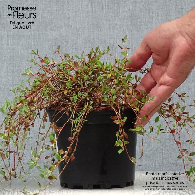 Amostra de Persicaria vacciniifolia Vaso de 2 L/3 L tal como entregue no verão