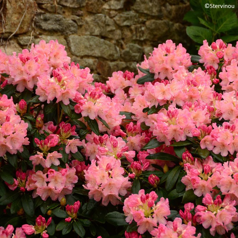 Rhododendron Percy Wiseman - Rododendro Anão (Floração)
