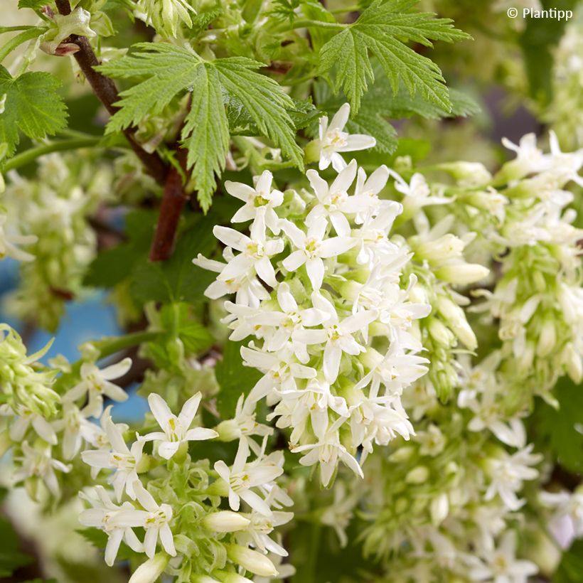 Groselheira-sanguínea Oregon Snowflake - Ribes sanguineum (Floração)