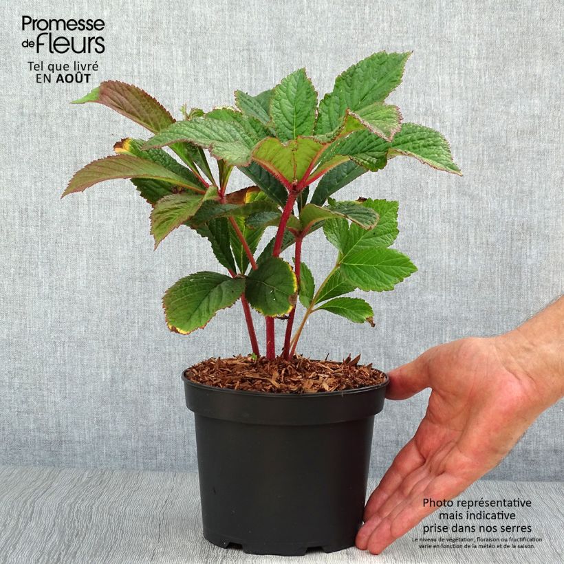 Amostra de Rodgersia pinnata Bronze Peacock Vaso de 2 L/3 L tal como entregue no verão