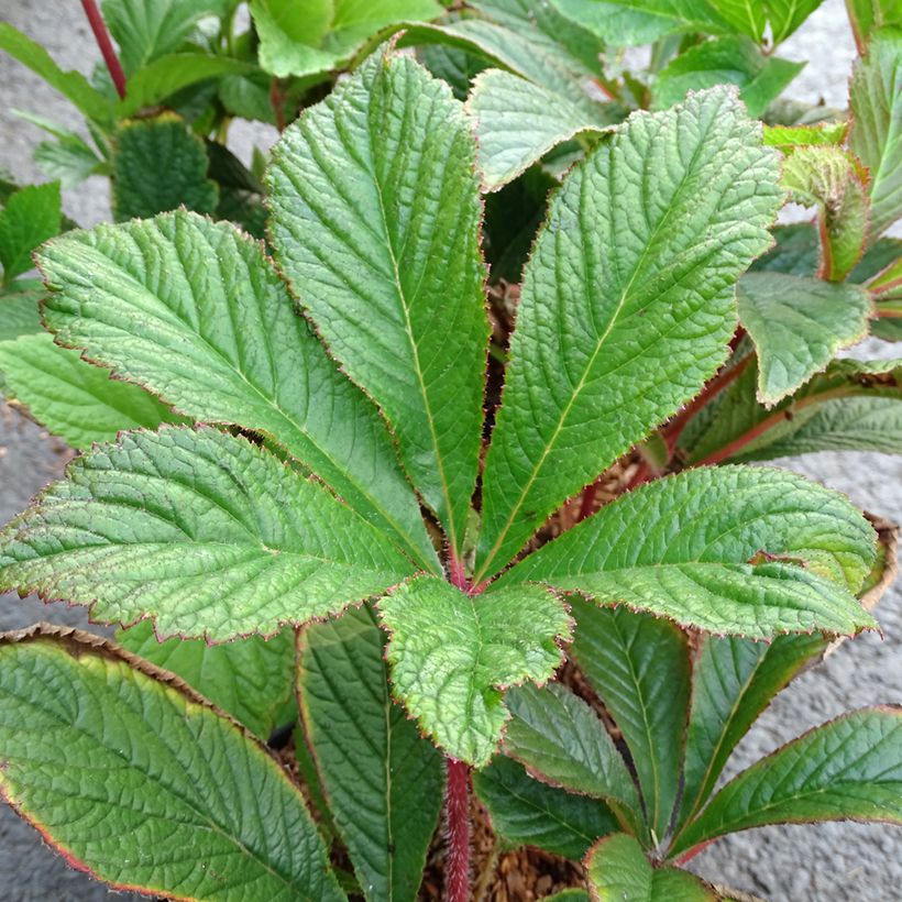 Rodgersia pinnata Bronze Peacock (Folhagem)