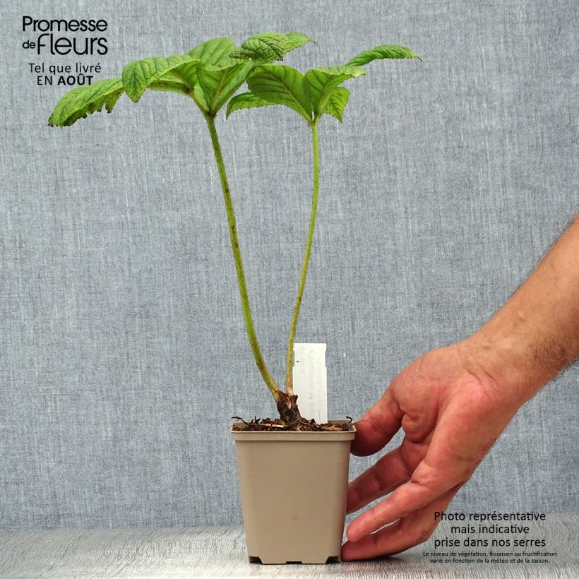 Amostra de Rodgersia La Blanche Vaso de 8/9 cm tal como entregue no verão